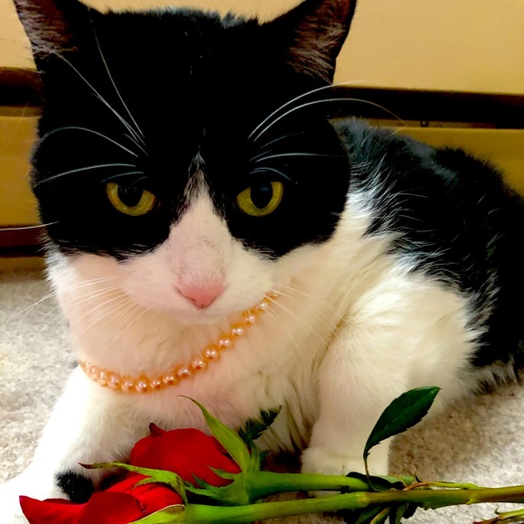 Meet the Posher - Picture 1 of 1